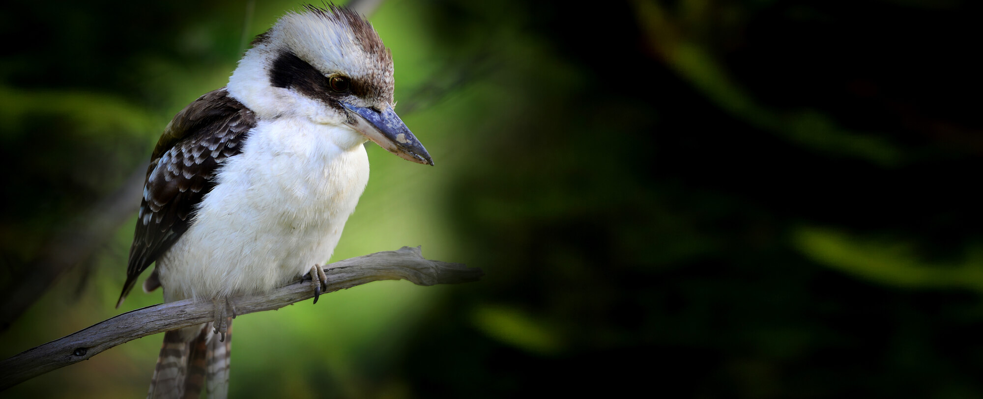 Kookaburra